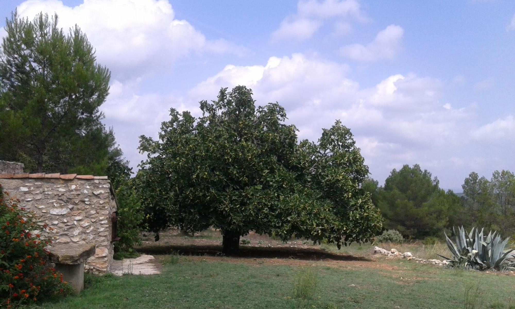 Casa Rural En Un Paraje Natural Enguera Exterior foto